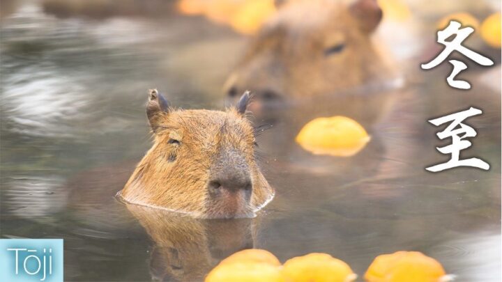 Chichibu Night Festival