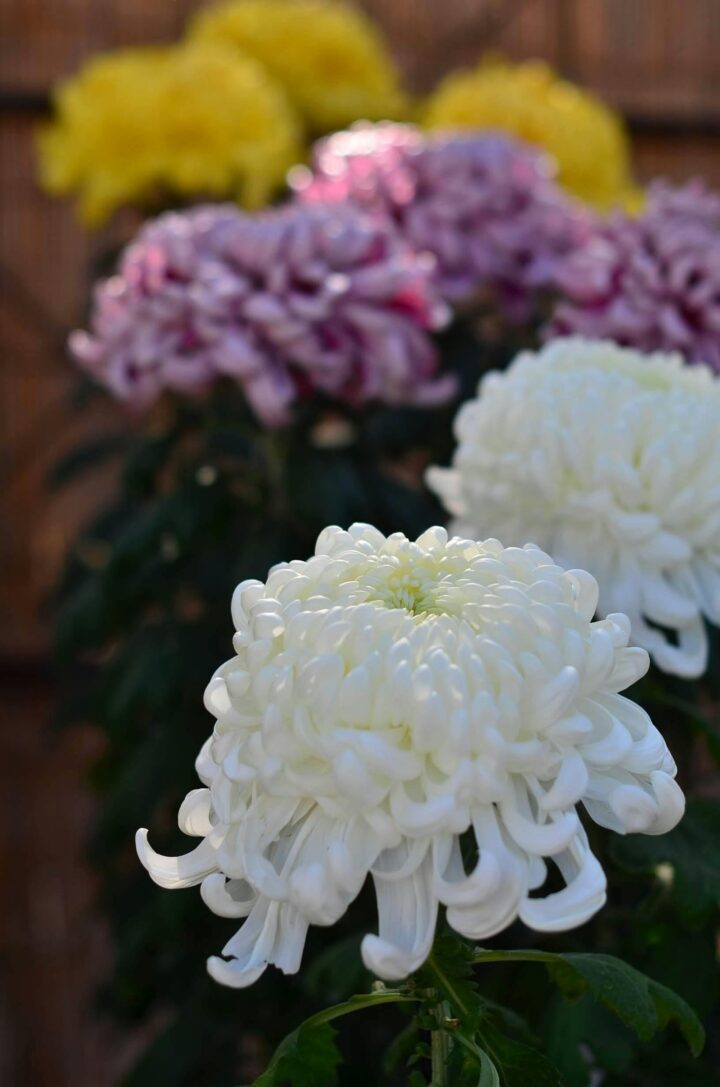 Chrysanthemum Festival