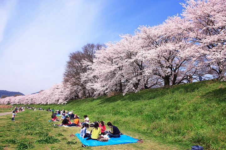Hanami