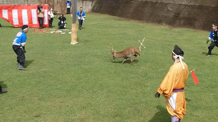 Tradisi Potong Tanduk Rusa