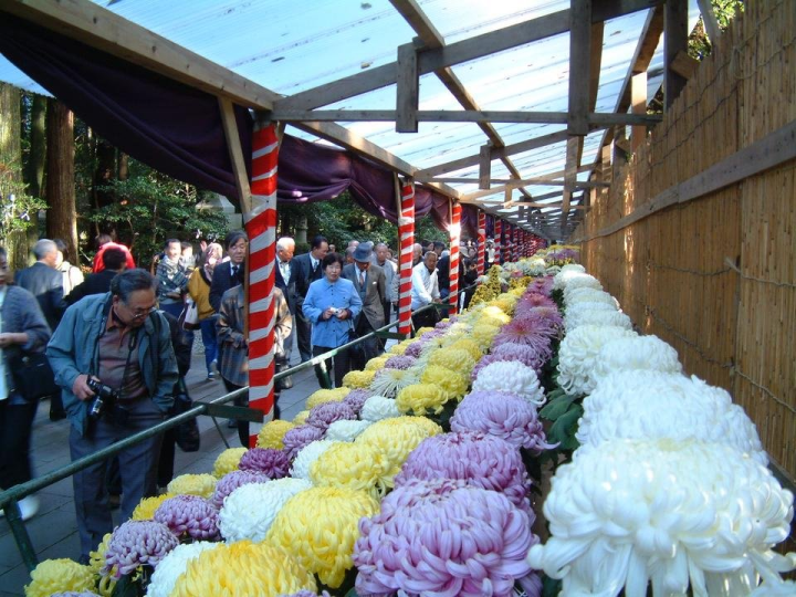 Chrysanthemum Festival